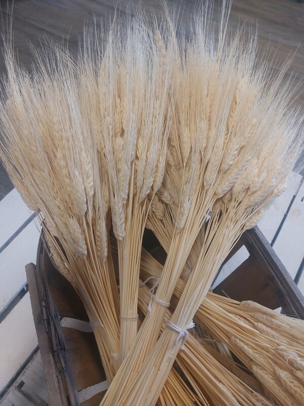 Weizen/ natur