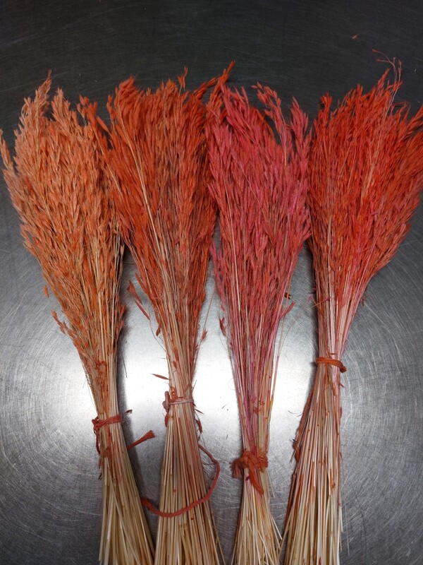 Gräser / rot-orange