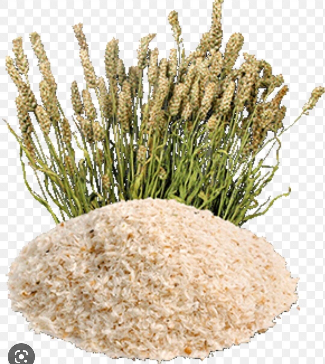 Psyllium husk