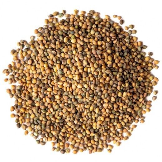 Arugula Seed