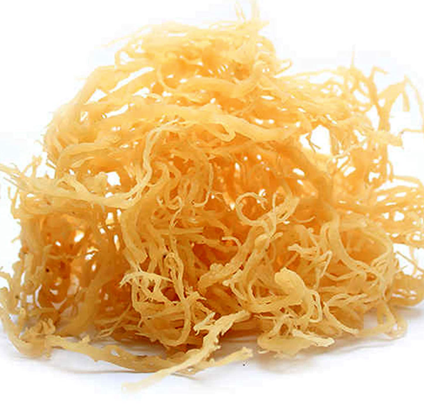 Yellow Sea Moss