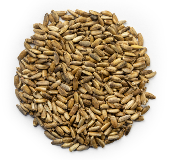 Milk Thistle Seed