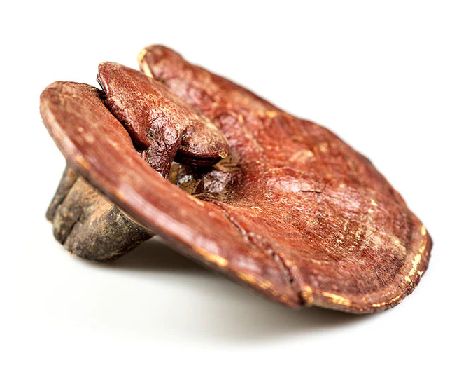 Reishi Mushroom (Whole)