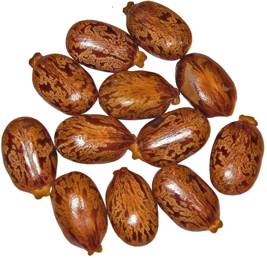 Castor Oil