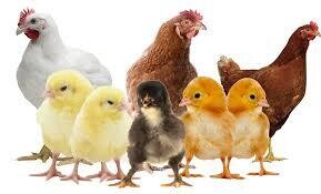 AS Course Poultry, Broiler & Layer (3 days)