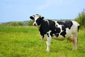 Dairy Production Online course