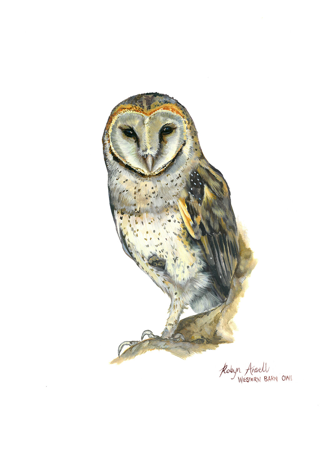 A4 Fine Art Print – Barn Owl
