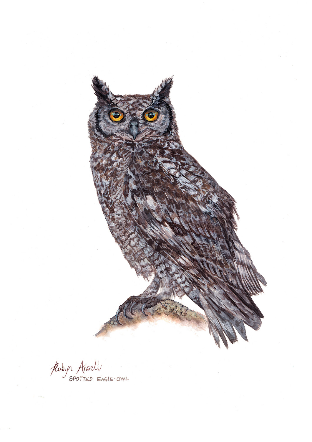 A4 Fine Art Print – Spotted Eagle-Owl