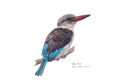 A4 Fine Art Print – Brown-hooded Kingfisher