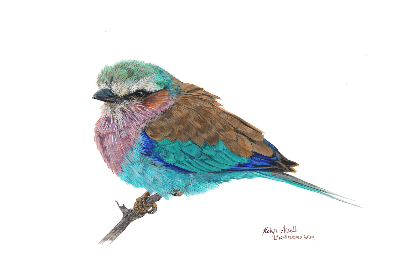 A4 Fine Art Print – Lilac-breasted Roller