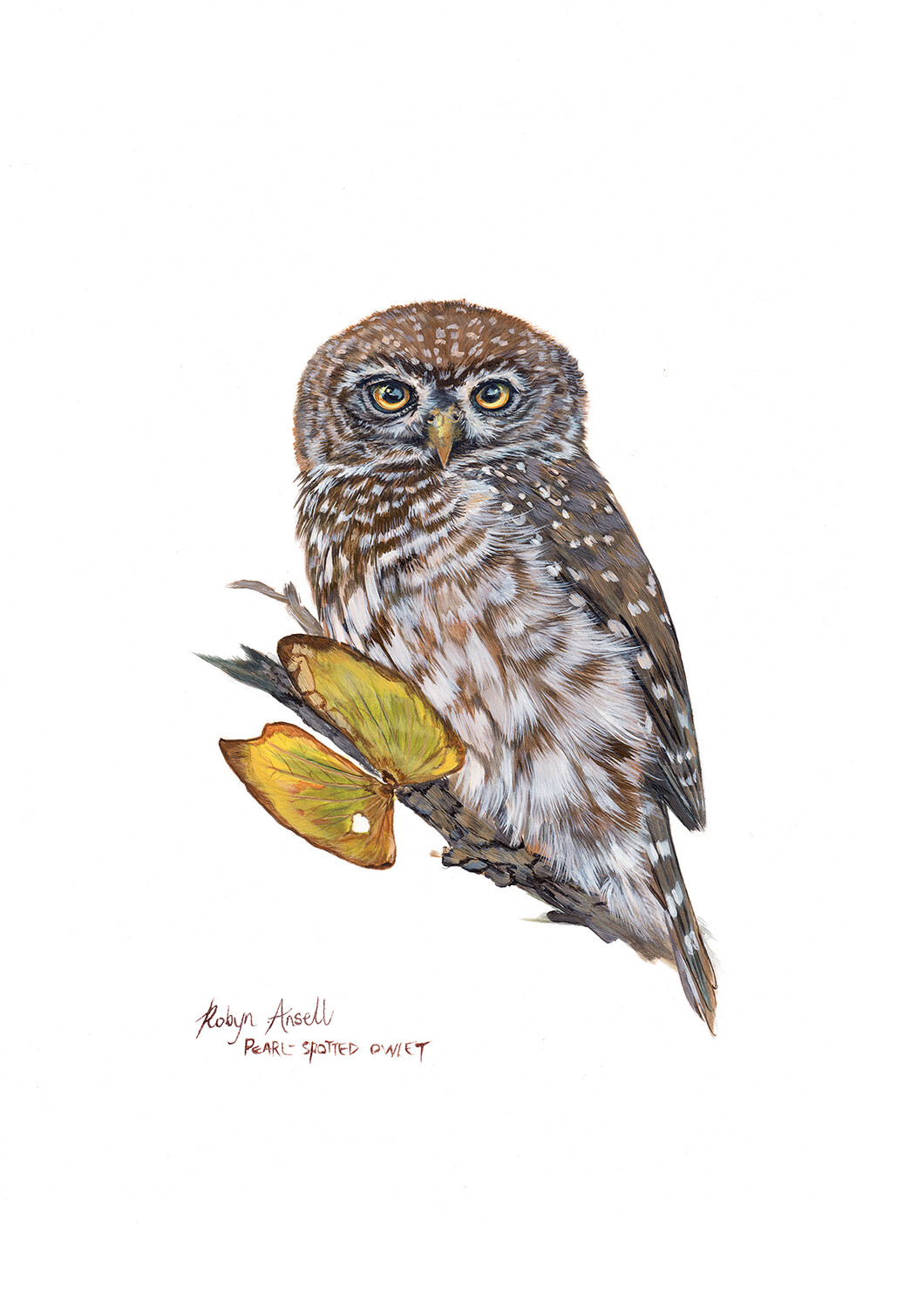 A4 Fine Art Print – Pearl-Spotted Owlet