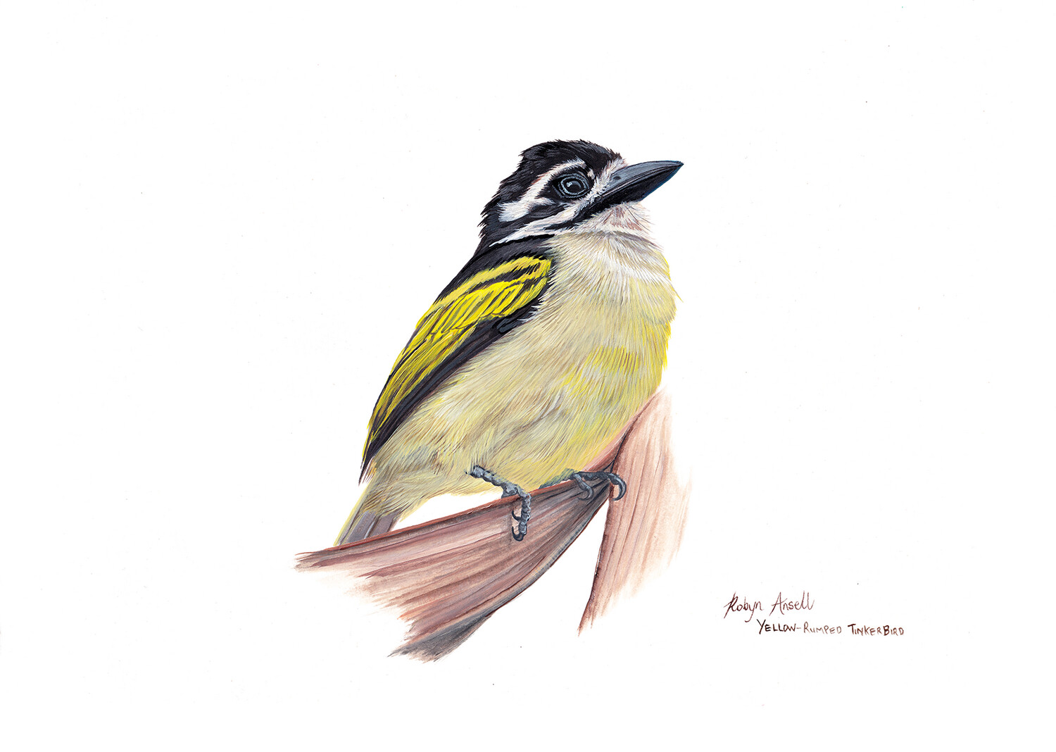 A4 Fine Art Print – Yellow-rumped Tinkerbird