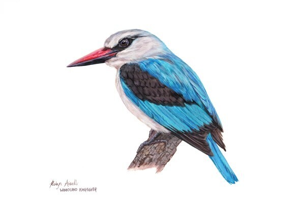 A4 Fine Art Print – Woodland Kingfisher