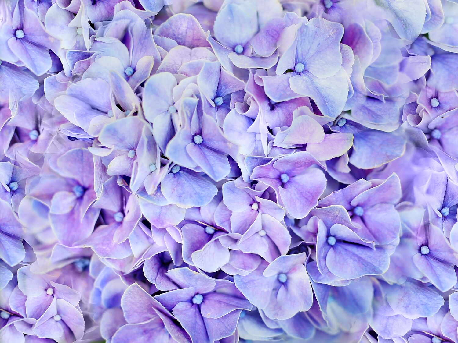 The Signature Blankie - Delicate