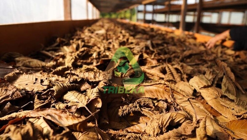 Red Leaf (Fermented)