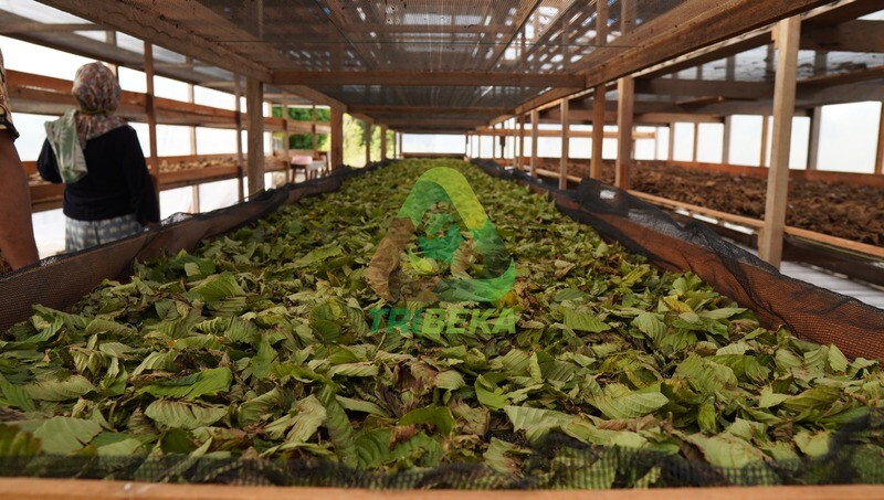 Drying Process