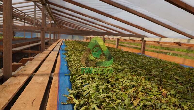 Leaf Drying