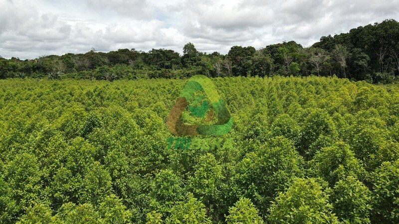 Maeng Da Plantation