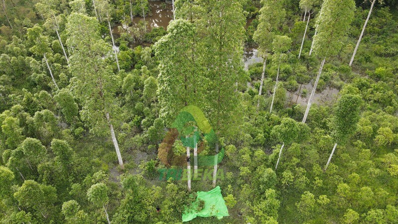 Kratom trees (&gt; 20 meters)