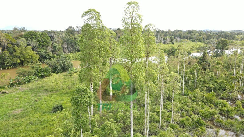 Wild Grown Tree