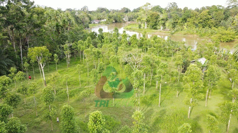Kratom Trees at source