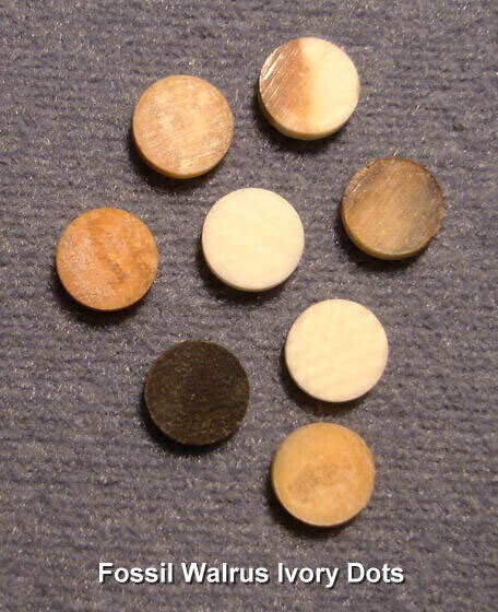Dots, Fossil Walrus Ivory