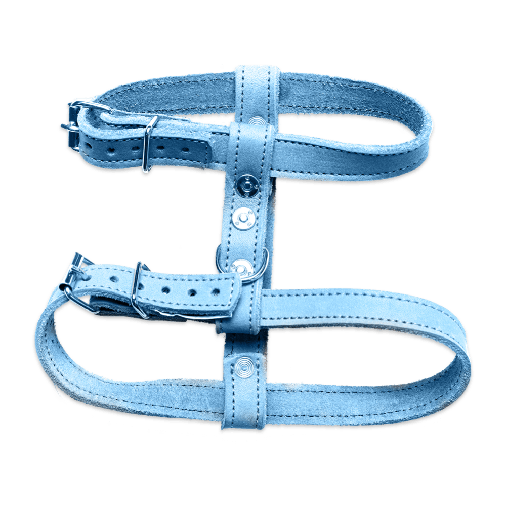Blue Harness