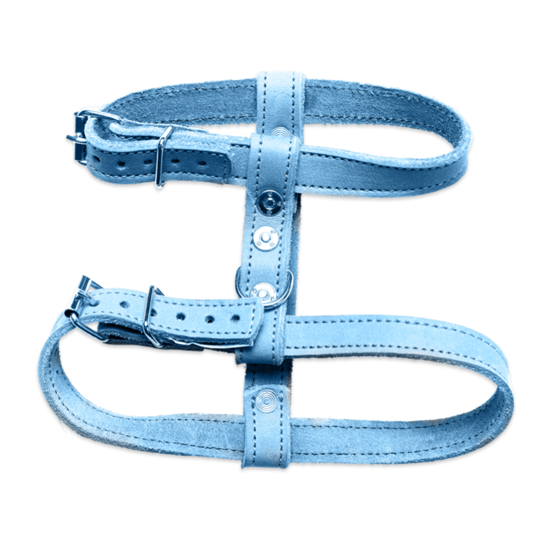 Blue Harness