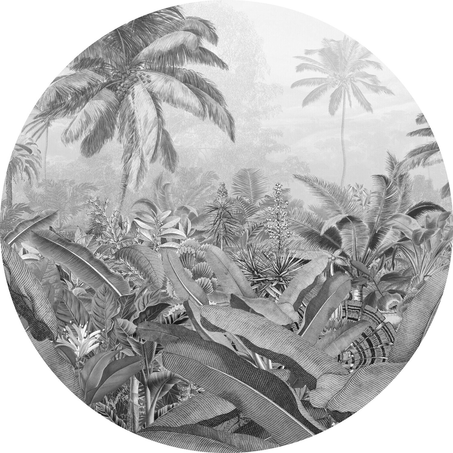 Amazonia Spirit