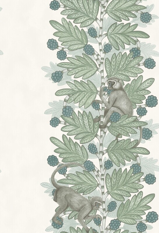 Acacia