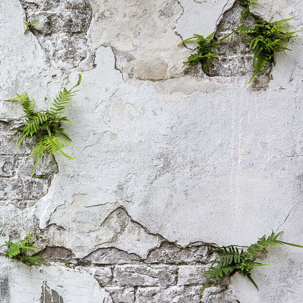 Plants Brick Wall