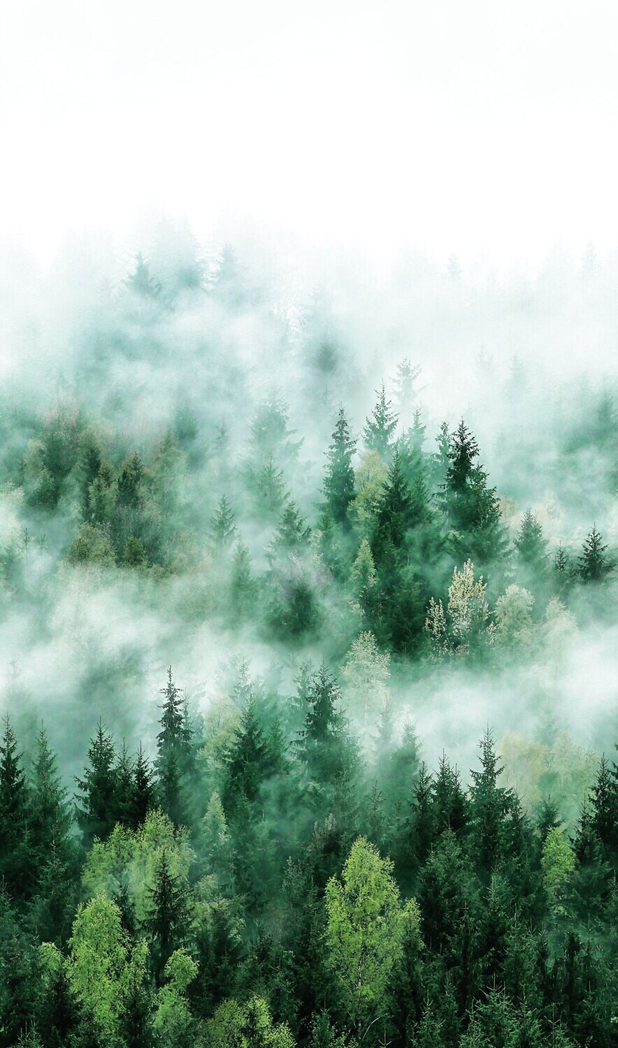 Wald im Nebel