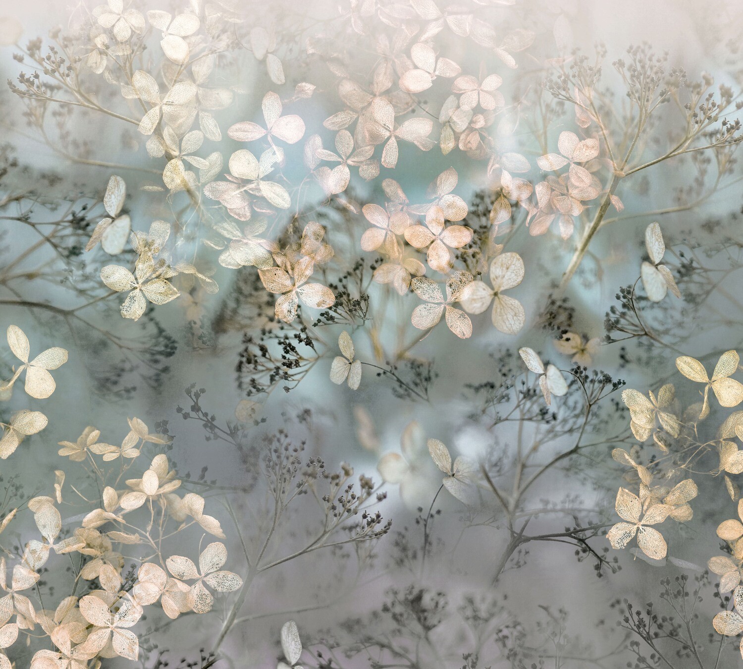 Holunderblüten