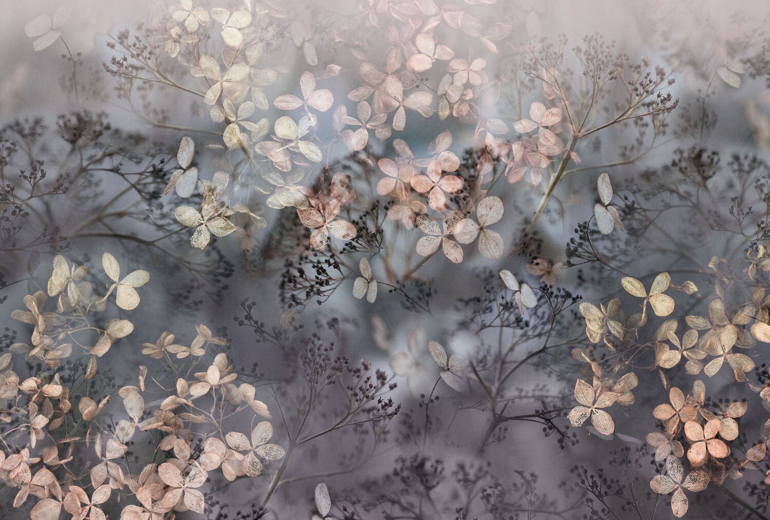 Holunderblüten