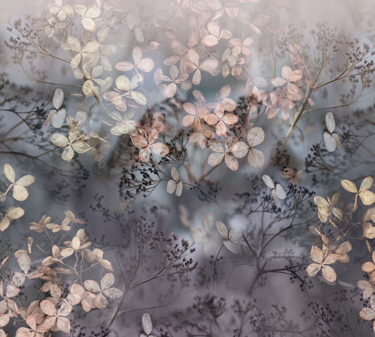 Holunderblüten