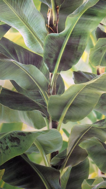 Bananenblättern