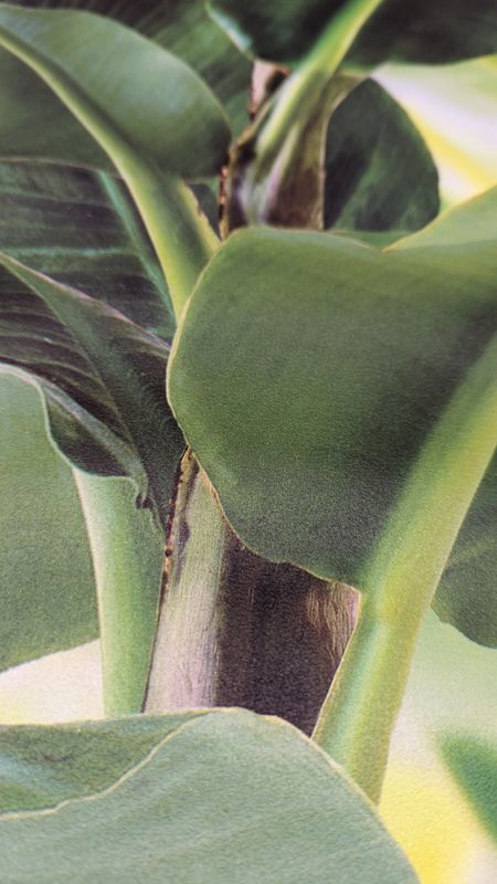 Bananenblättern