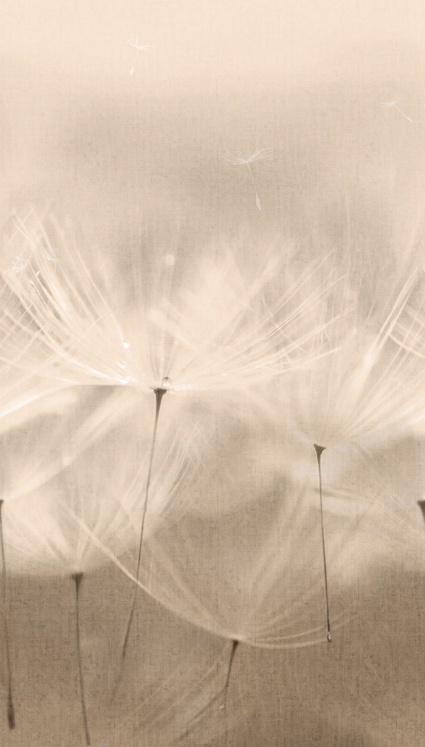 Dandelion