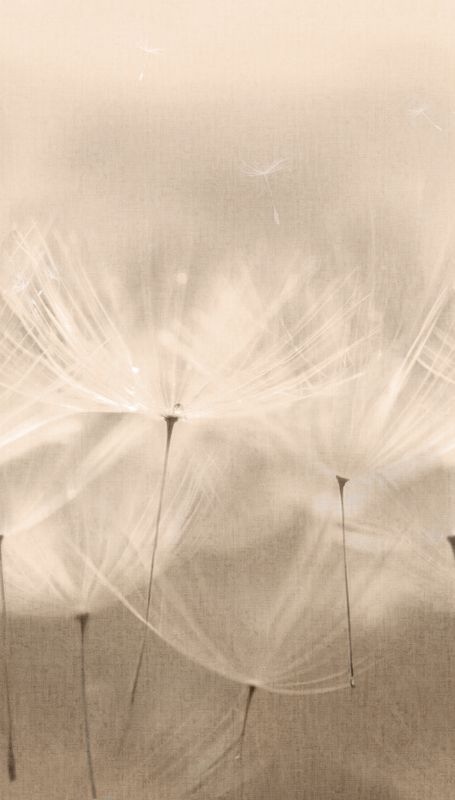 Dandelion