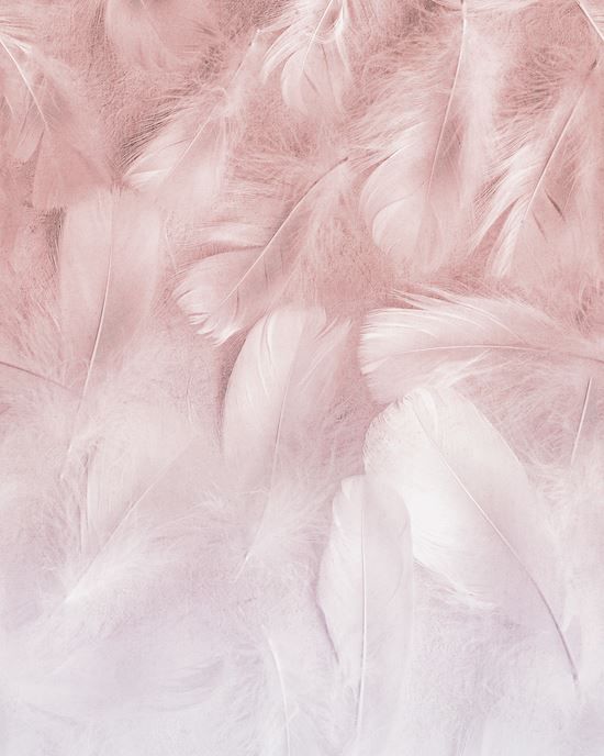 Federn in Rosa
