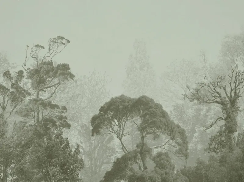 Fototapete mit Bäume