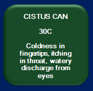 Cistus Canadensis