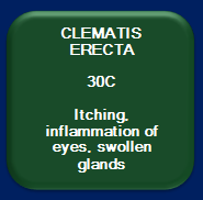 Clematis Erecta