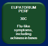 Eupatorium perforatum