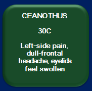 Ceanothus