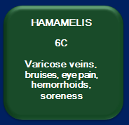 Hamamelis