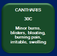 Cantharis