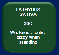 Lathyrus Sativa