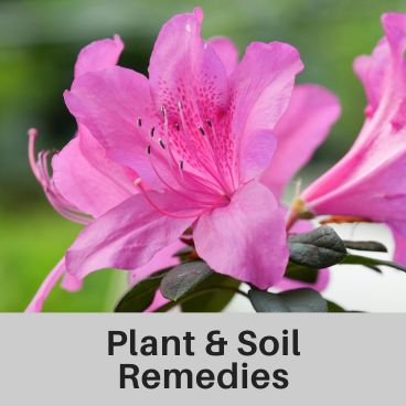 PlantandSoilRemediesMC