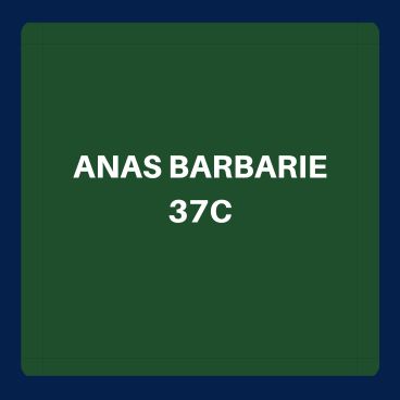 Anas Barbariae 37c